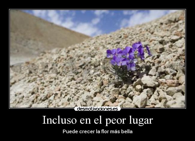 Incluso en el peor lugar - Puede crecer la flor más bella
