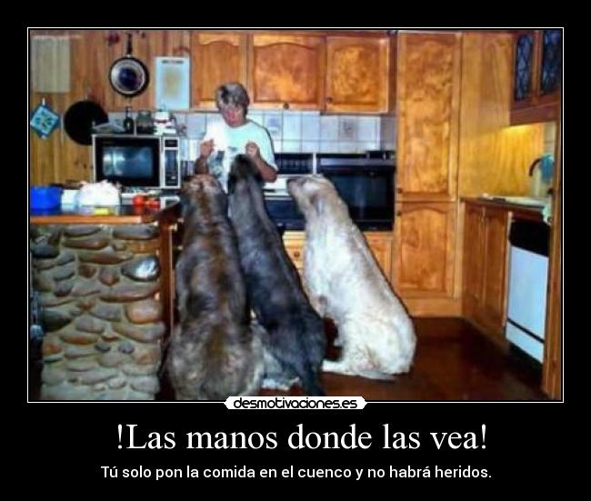  !Las manos donde las vea! - Tú solo pon la comida en el cuenco y no habrá heridos.