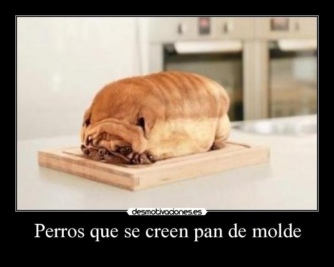 Perros que se creen pan de molde - 