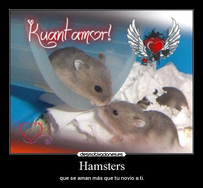 Hamsters -