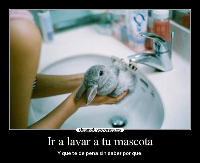 Ir a lavar a tu mascota -