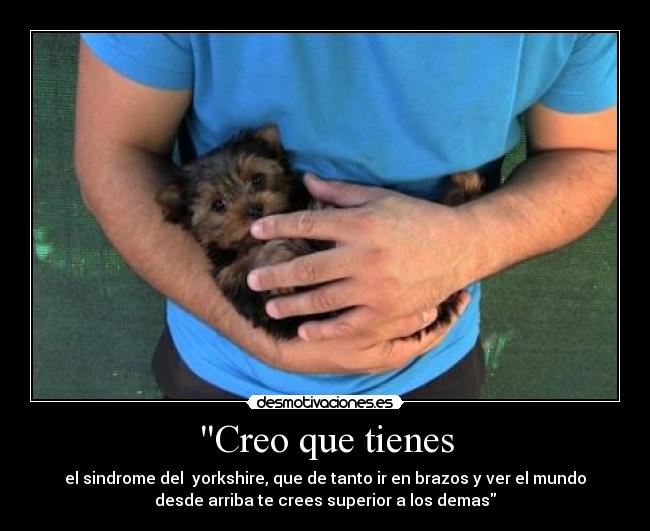 Creo que tienes - el sindrome del yorkshire, que de tanto ir en brazos y ver el mundo
desde arriba te crees superior a los demas