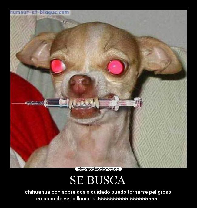 SE BUSCA - chihuahua con sobre dosis cuidado puedo tornarse peligroso
en caso de verlo llamar al 5555555555-5555555551