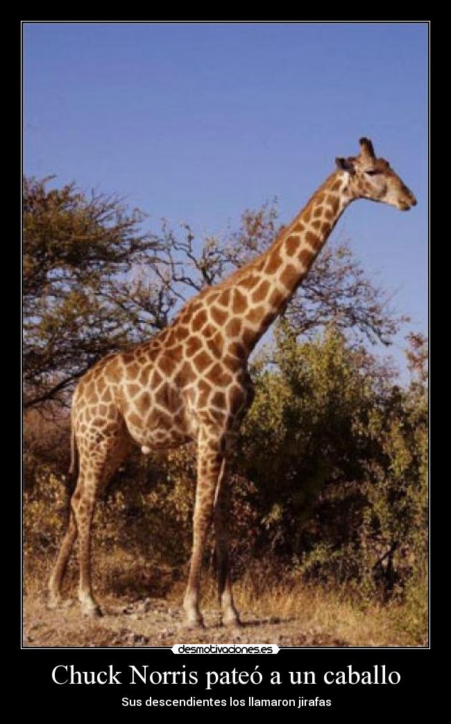 Chuck Norris pateó a un caballo -