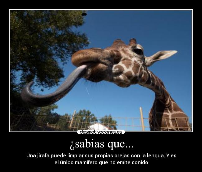 ¿sabias que... -
