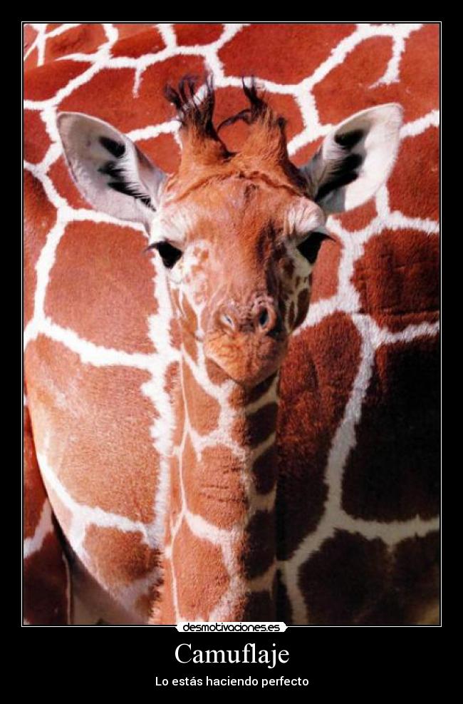 Camuflaje - Lo estás haciendo perfecto
