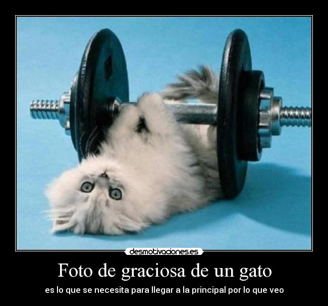 Foto de graciosa de un gato -