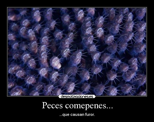 Peces comepenes... - ...que causan furor.