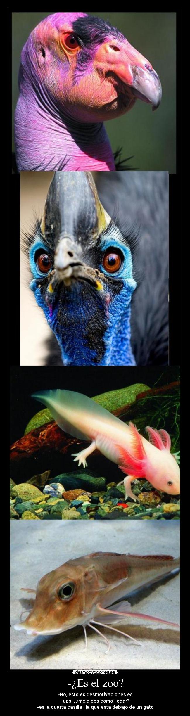 -¿Es el zoo? -