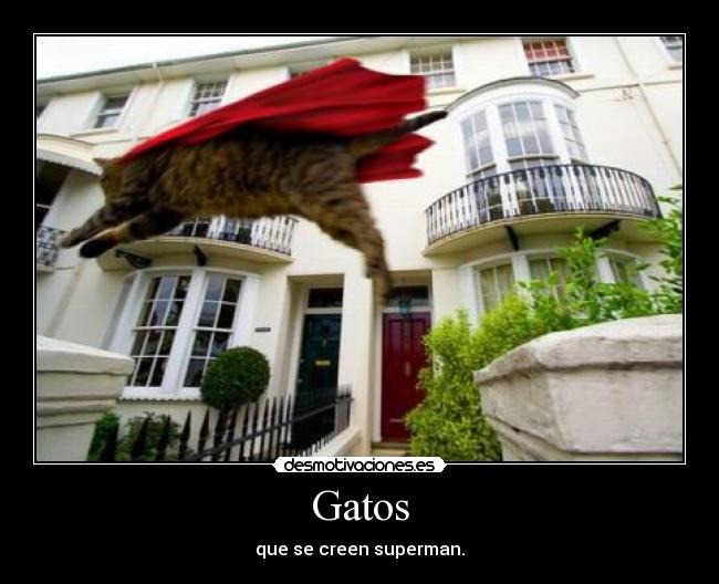 Gatos - que se creen superman.