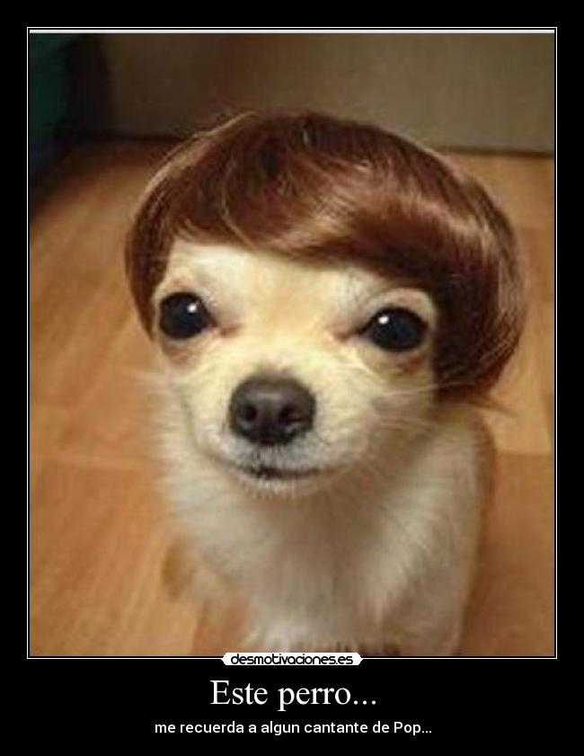 Este perro... - me recuerda a algun cantante de Pop...