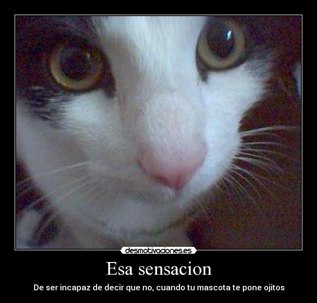 carteles mascota pone ojitos desmotivaciones