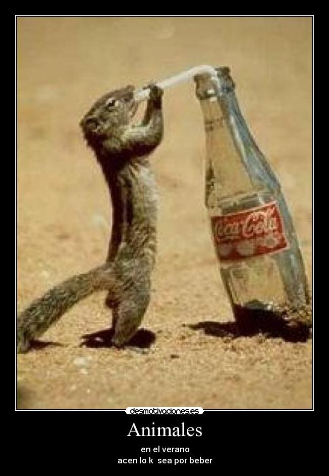 carteles animales animales desmotivaciones