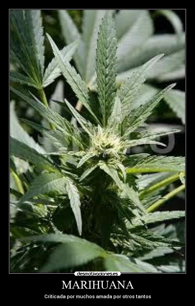 MARIHUANA -
