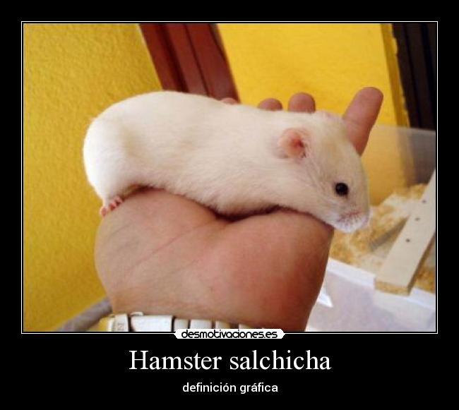 Hamster salchicha -