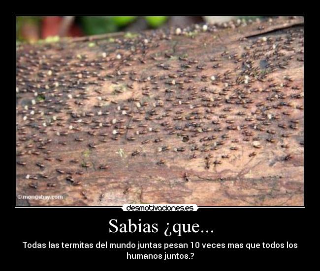 Sabias ¿que... - Todas las termitas del mundo juntas pesan 10 veces mas que todos los
humanos juntos.?