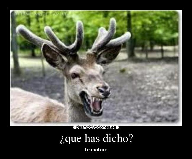 ¿que has dicho? - te matare
