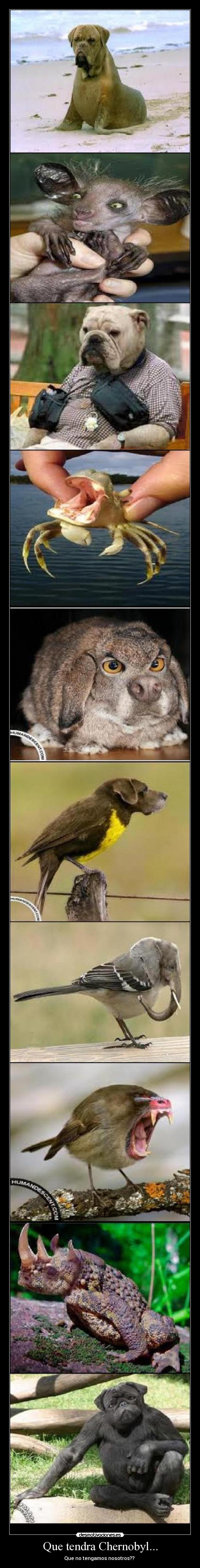 Que tendra Chernobyl... - Que no tengamos nosotros?? 