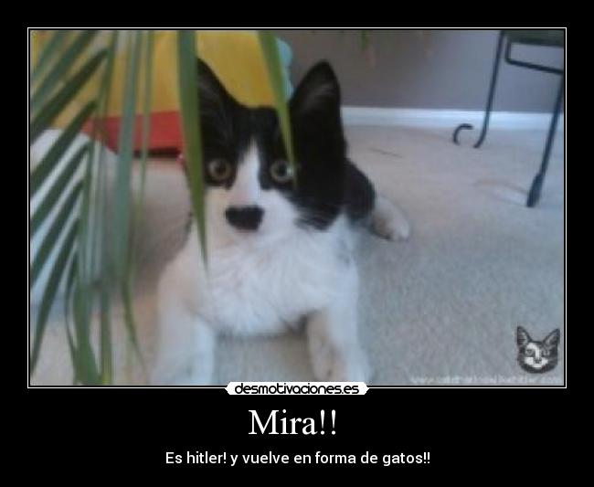 Mira!!  - Es hitler! y vuelve en forma de gatos!!