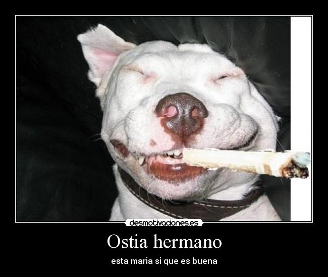 Ostia hermano -