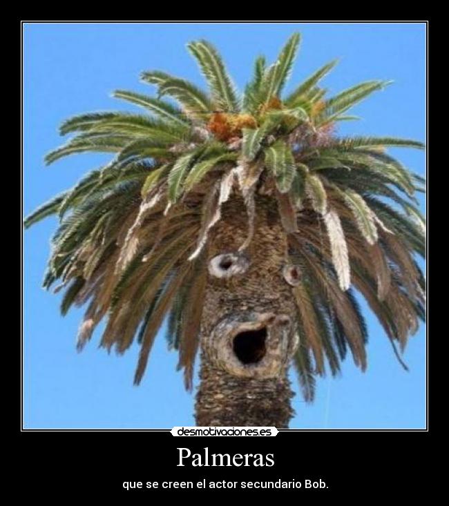 Palmeras - 