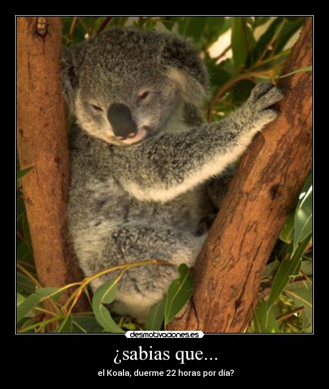 ¿sabias que... -