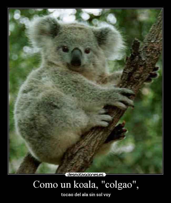 Como un koala, colgao, -  tocao del ala sin sol voy