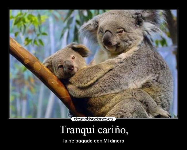 carteles puta koala desmotivaciones