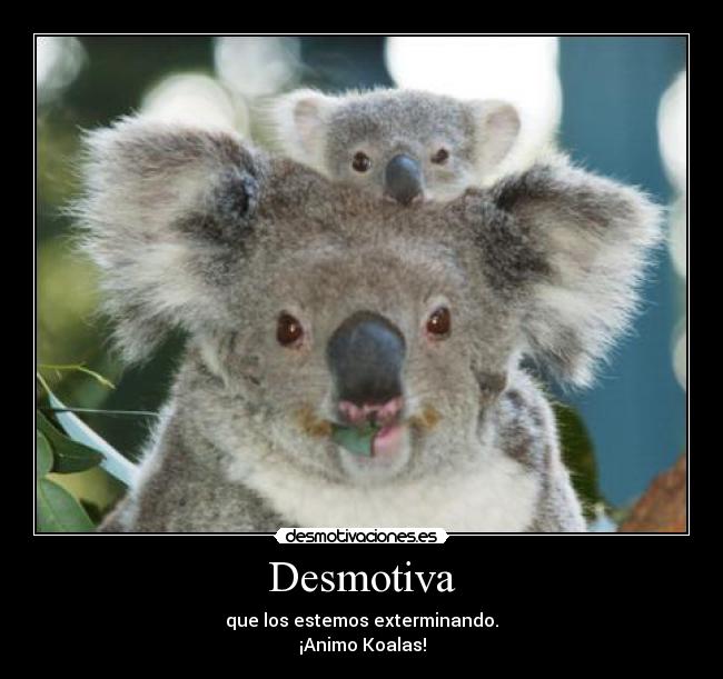 carteles desmotiva koalas peligro extincion desmotivaciones