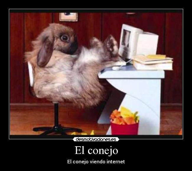 El conejo - El conejo viendo internet