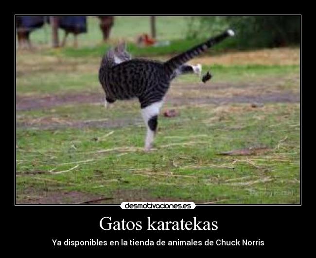 Gatos karatekas - 
