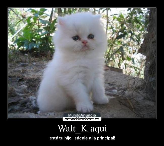 Walt_K aquí - 