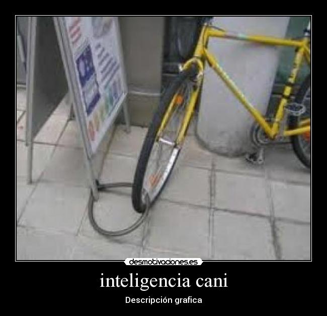 inteligencia cani - Descripción grafica