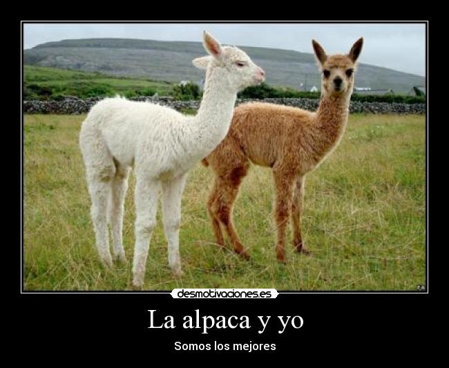 La alpaca y yo - Somos los mejores