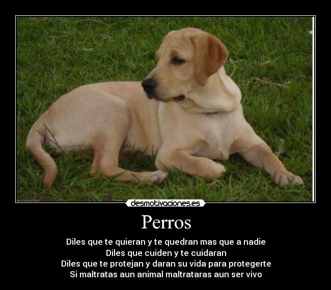 carteles perros vida cuidar maltrato desmotivaciones