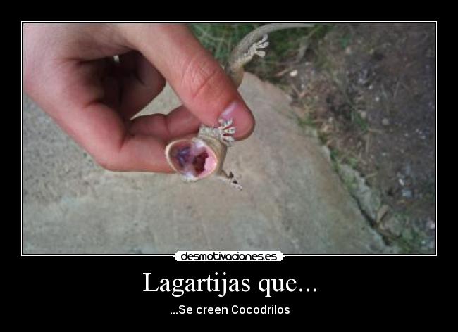 Lagartijas que... -