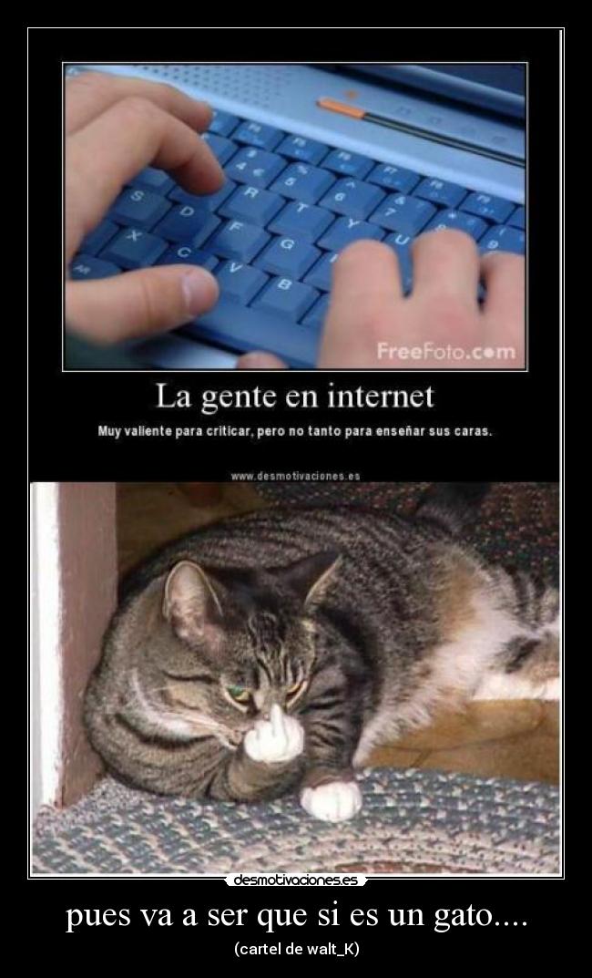 pues va a ser que si es un gato.... - (cartel de walt_K)