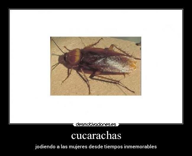 carteles cucarachas desmotivaciones