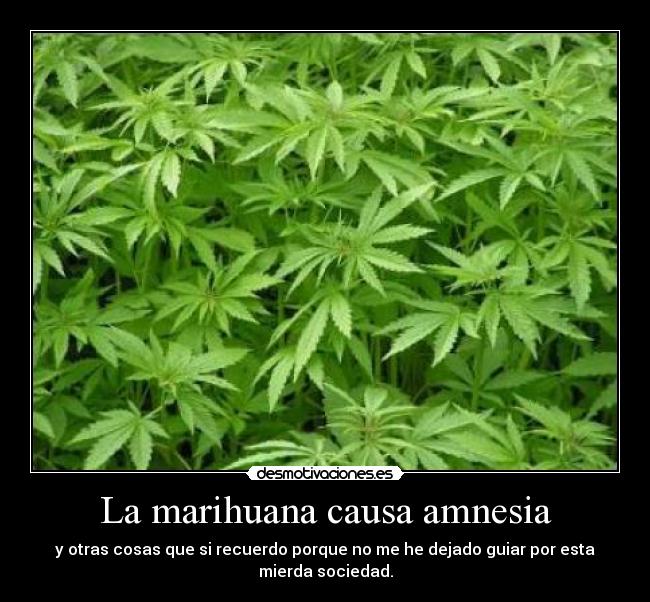 La marihuana causa amnesia - y otras cosas que si recuerdo porque no me he dejado guiar por esta mierda sociedad.