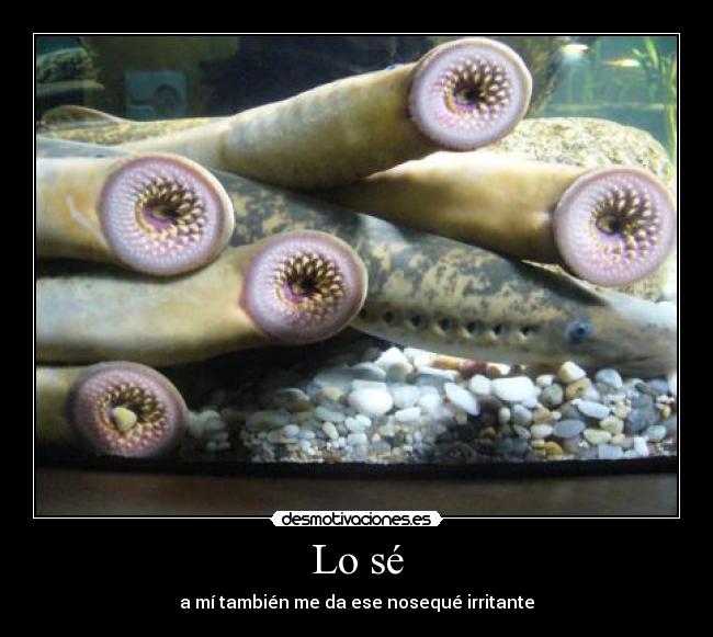 carteles lampreas noseque irritante desmotivaciones