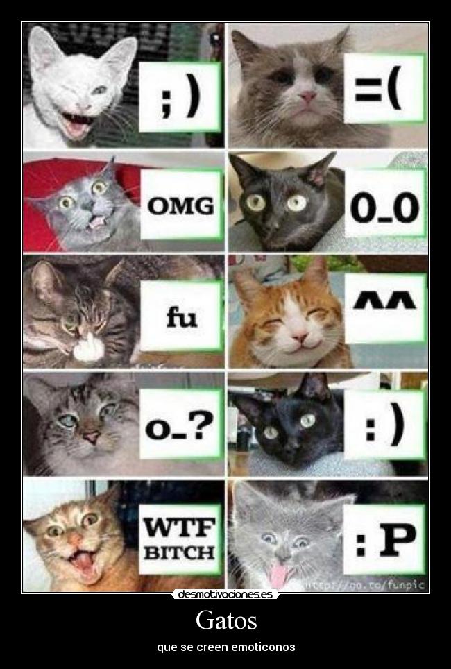 Gatos - que se creen emoticonos