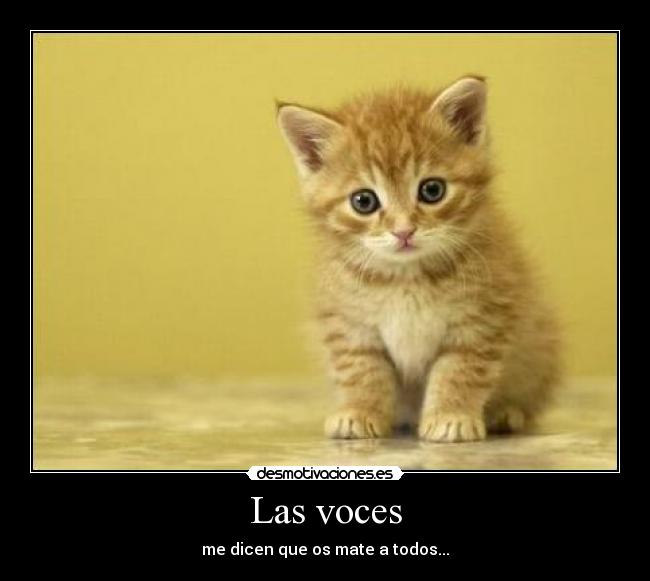 carteles las voces dicen que mate todos gatoslol inquietante desmotivaciones