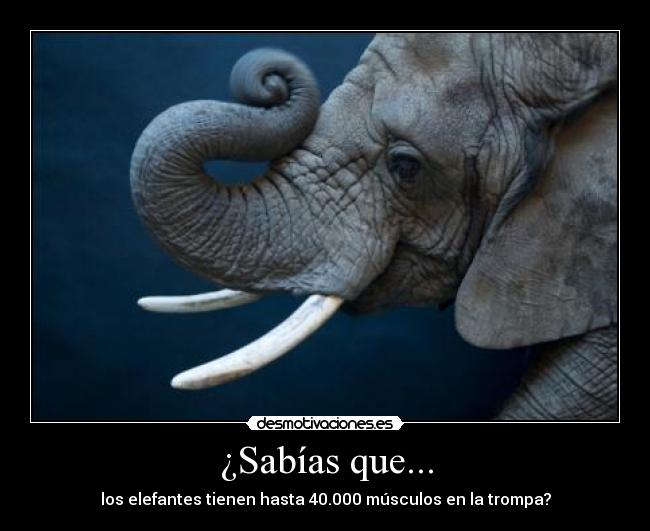 ¿Sabías que... -