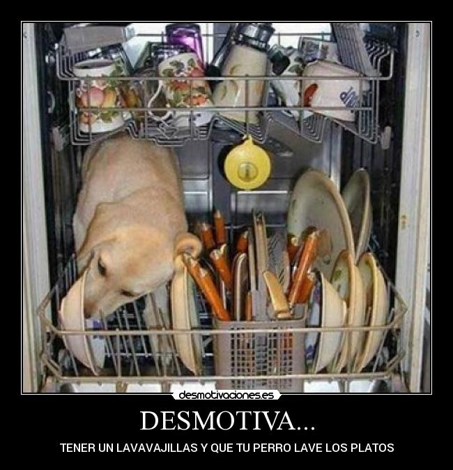DESMOTIVA... - TENER UN LAVAVAJILLAS Y QUE TU PERRO LAVE LOS PLATOS
