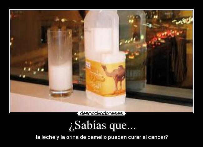 ¿Sabías que... - la leche y la orina de camello pueden curar el cancer?