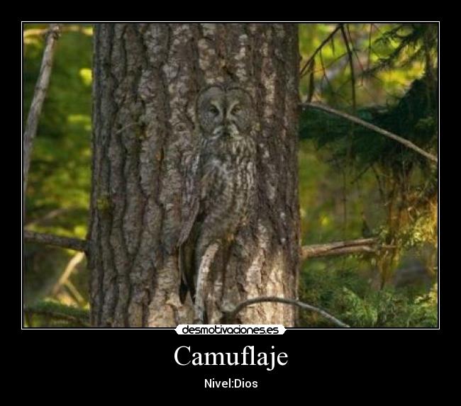 Camuflaje -