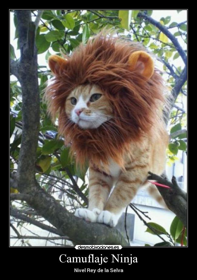 carteles camuflaje ninja desmotivaciones