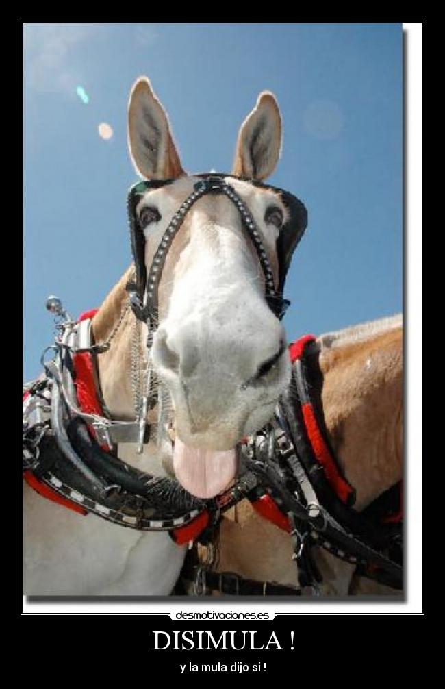 DISIMULA ! - y la mula dijo si !