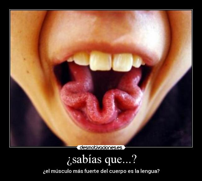 ¿sabías que...? - ¿el músculo más fuerte del cuerpo es la lengua?