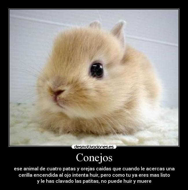 Conejos - 